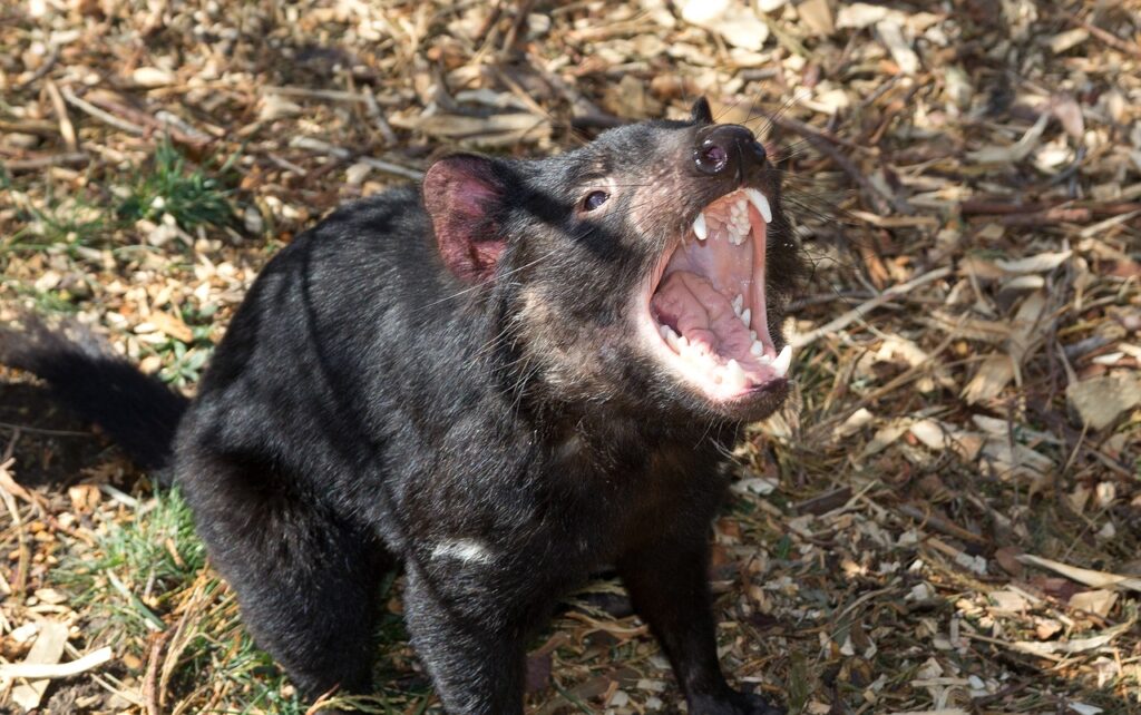 australia, tasmania, zoodoo-2365004.jpg